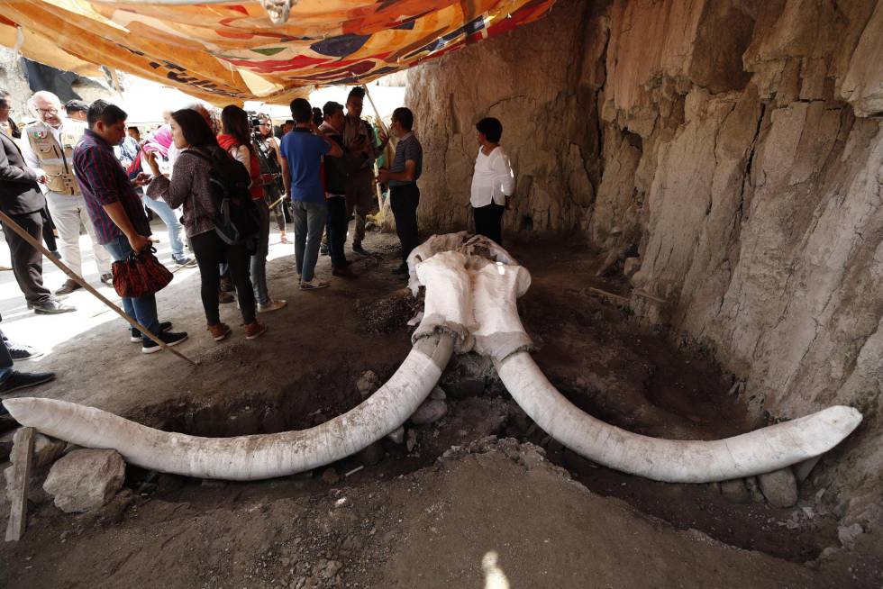 Vista general de los restos de ejemplares de mamuts hallados en trampas artificiales.