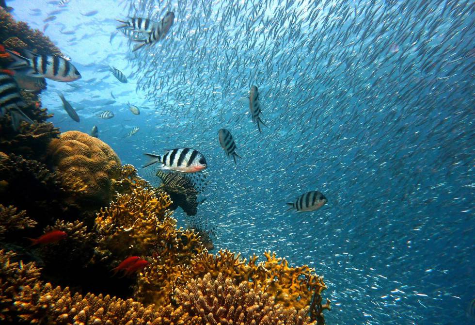 Un grupo de peces en un arrecife de coral.