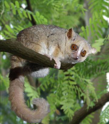 El lemur ratón gris hiberna durante la temporada seca de Madagascar