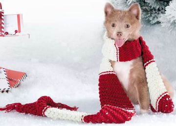 Navidades con mascotas