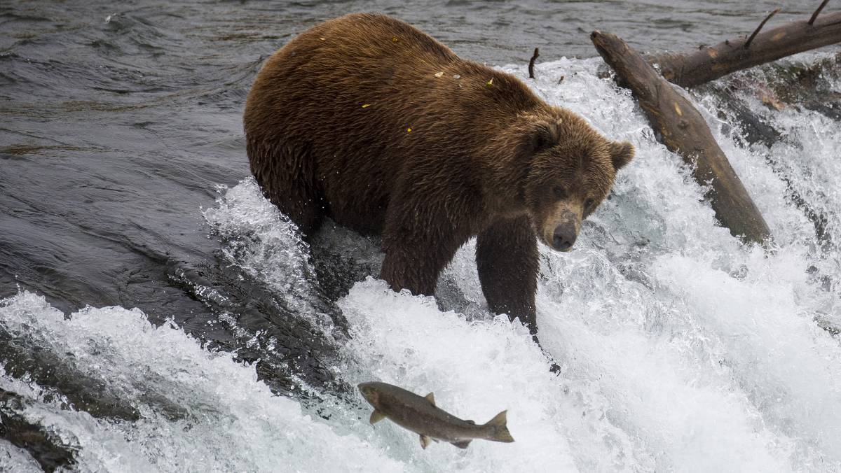Un oso pesca salmones en un río de Alaska.