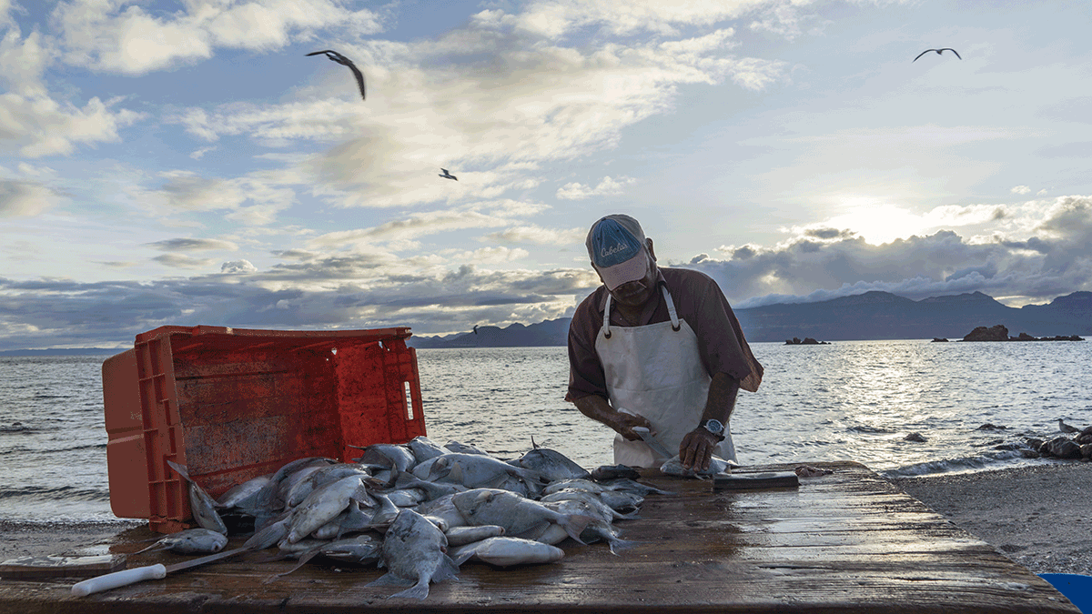 De pescadores a guardianes del mar: la historia del primer refugio pesquero de México