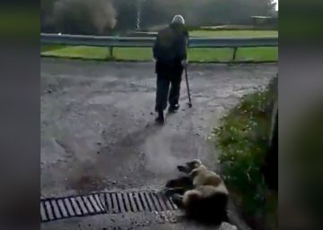 Muere la perra a la que un cazador disparó y apaleó en Lugo después de que el animal pariera