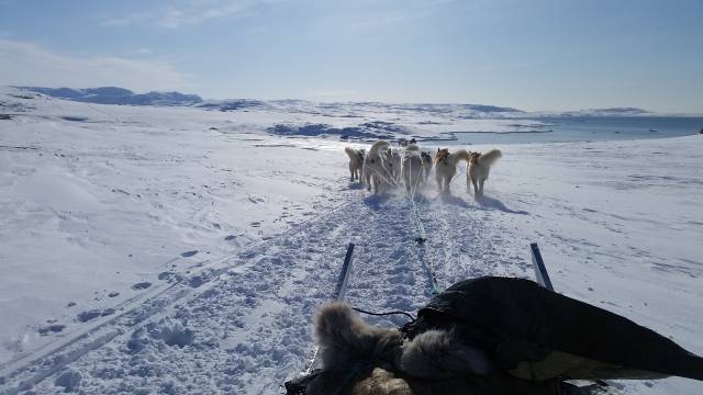 Perros de trineo en Groenlandia.