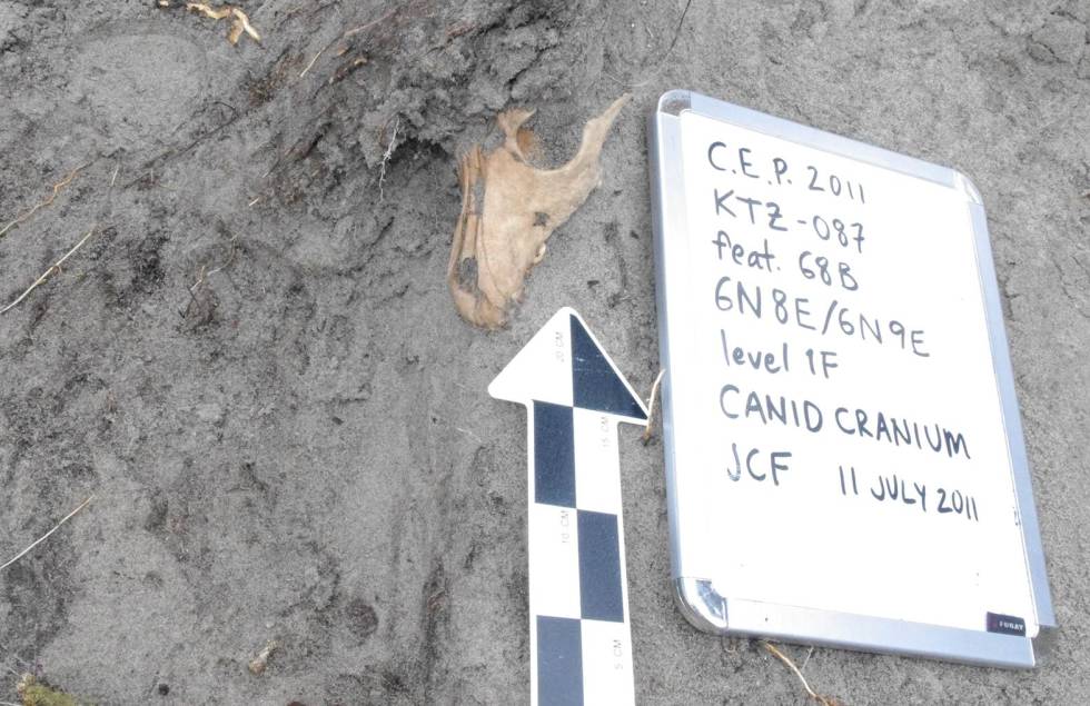 Uno de los cráneos de perro analizados hallado en un yacimiento inuit en Groenlandia.