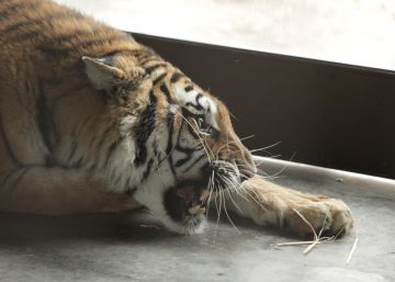 Los tigres ‘polacos’ ya están en su casa de Alicante