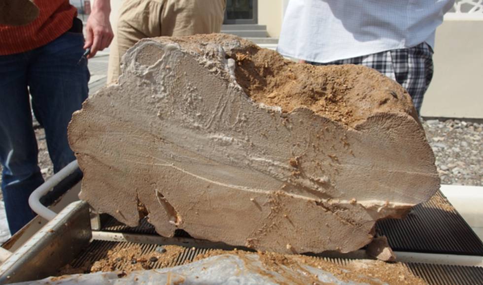 Este coral fosilizado recuperado del golfo Pérsico registró los cambios de vientos de hace 4.100 años que afectaron al Imperio acadio.