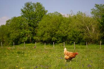 En la 'Maison des Poules' las gallinas disponen de un gran terreno
