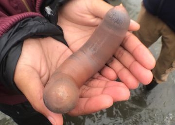 Miles de ‘peces pene’ aparecen en una playa de California