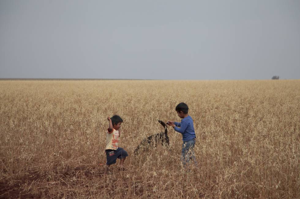 La comunidad Sauce convivía con el bosque sin dañarlo y cultivaba sus hortalizas, criaba cerdos y burros en esta tierra de abundantes monos, coatíes y jaguares. Pero con la contrucción de la represa todo cambió.