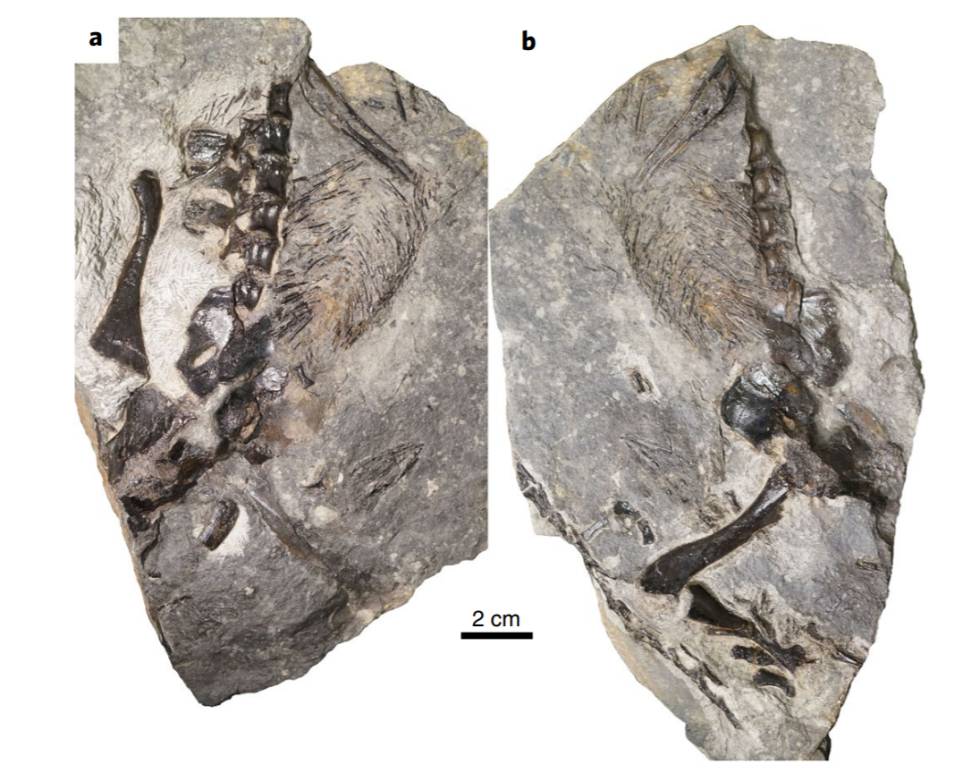 Los fósiles de 'D. unamakiensis' encontrados en Canadá