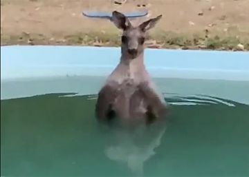 Un canguro se refugia del fuego en una piscina