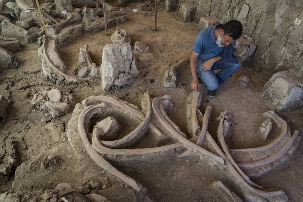 Restos óseos de 14 mamuts hallados en México.