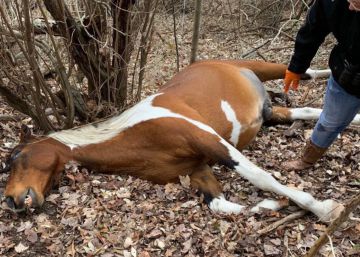18.000 dólares de recompensa por el asesino de 20 caballos