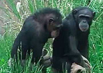 Las Chimp Sisters