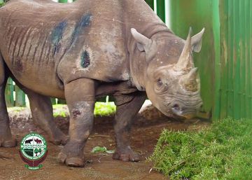 Muere en Tanzania a los 57 años ‘Fausta’, la rinoceronte más longeva del mundo