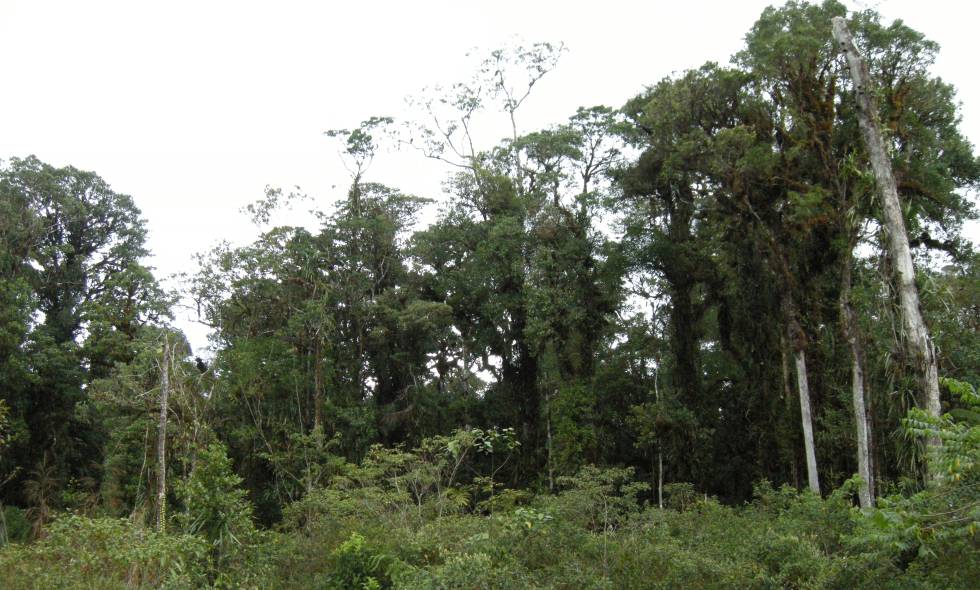 El bosque deteriorado de una montaña de la isla Taliabu.