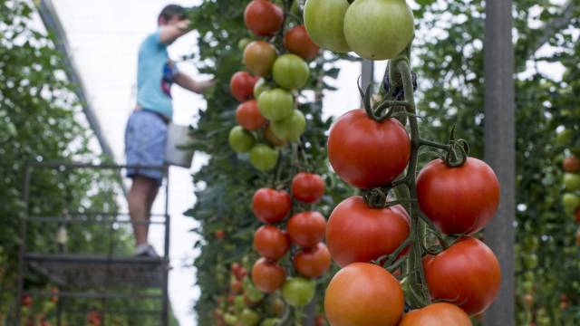 Invernadero de tomates en La Cañada (Almería).