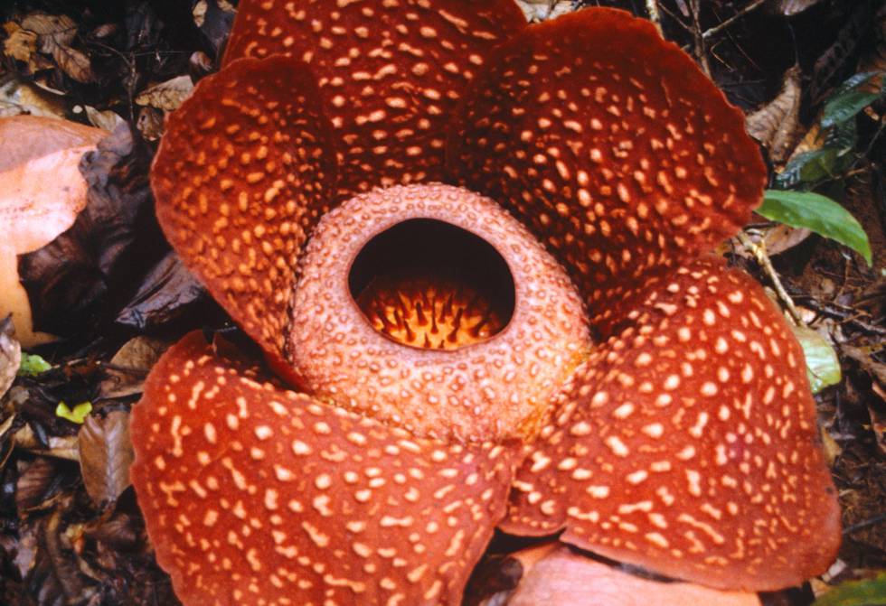 Rafflesia Tuan Mudae La Flor M S Grande Del Mundo Huele A Cad Ver Ciencia El Pa S