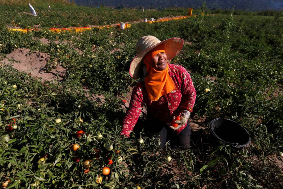 Una mujer trabaja en su huerta de tomates, en Tailandia.