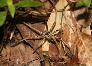 Una araña de Malasia, uno de los pequeños depredadores que se ven más afectados por la pérdida de hábitat. 