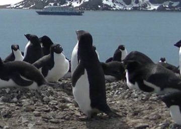 Los pingüinos fomentan la cooperación polar