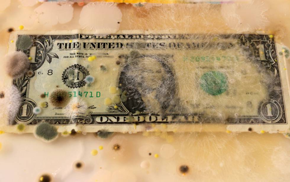 Un dolar americano invadido por micelio y hongos en una caja enriquecida de agar.