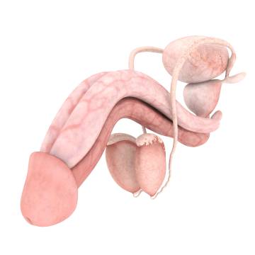 La parte de abajo es el cuerpo esponjoso central que acaba formando el glande. Las dos de arriba son los cuerpos cavernosos que, al llenarse de sangre, logran la erección.