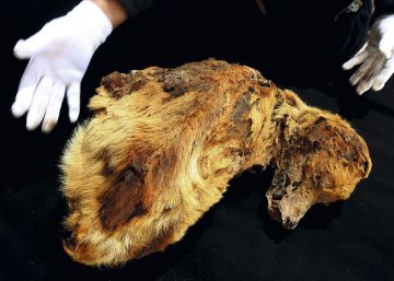 Momia de un perro pastor chiribaya de entre 1100 y 1300 en el Museo del Algarrobal, en Perú.