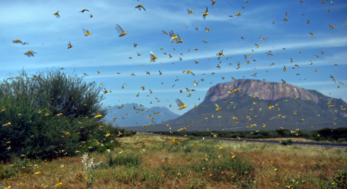 Las claves de la plaga de langostas del desierto que se mueve por África a 150 kilómetros por día