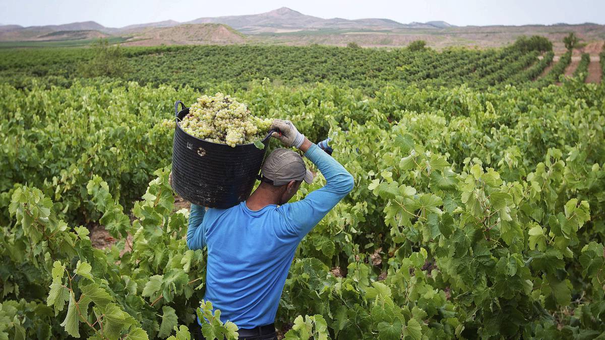 Un vendimiador, en un campo riojano.