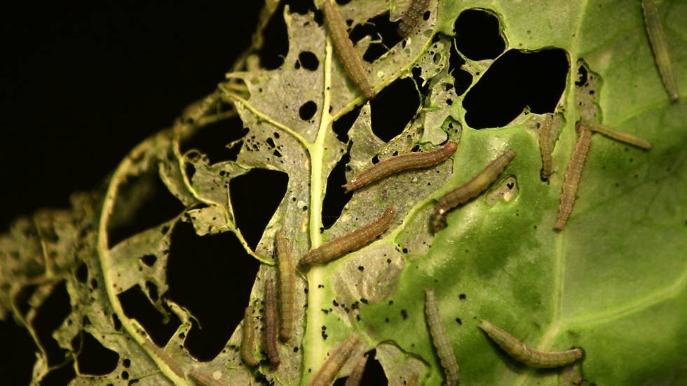 Larvas de la polilla 'xylostella' devorando hojas de repollo.