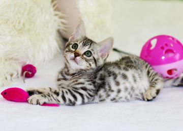 13 juguetes y accesorios para mantener feliz a tu gato en casa