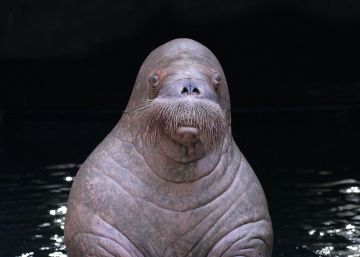 Las morsas del Oceanogràfic se hacen mayores... y se independizan