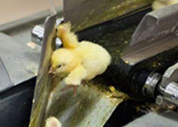 Francia prohíbe triturar pollitos macho vivos y castrar cerdos sin anestesia