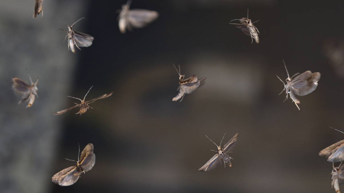 Una imagen de polillas 'P. xylostella'