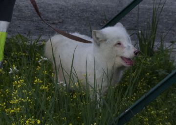 El zorro ártico perdido y hallado en Sevilla se muda a Alicante