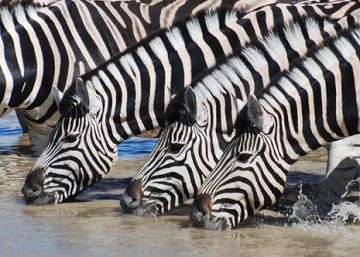 ¿De qué les sirven a las cebras sus rayas?
