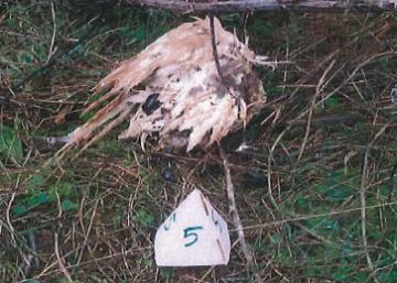 Las palomas congeladas que delataron al envenenador de animales