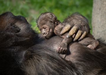 ¡Es una ‘niña’!