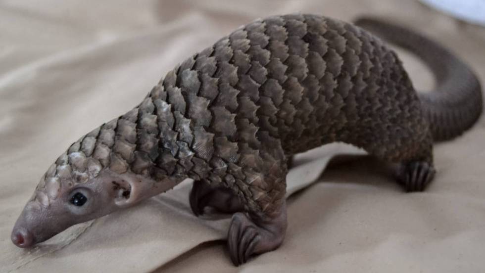 El pangolín