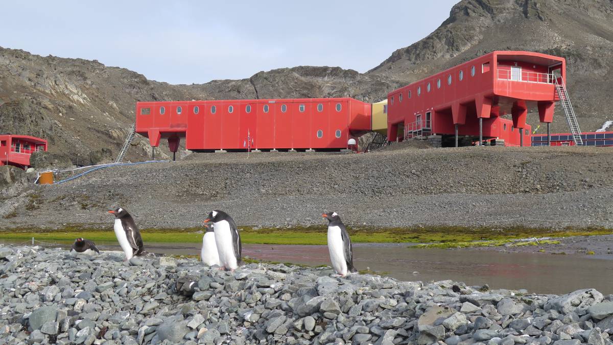 Base Juan Carlos I y los pingüinos papúa.