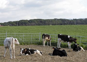 Masajes, alimentación controlada o música clásica: así cuidan a las vacas en una granja familiar