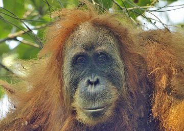 El orangután más vulnerable del mundo, amenazado por una presa en Indonesia