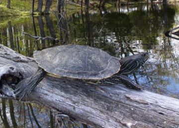 Espío a tortugas apareándose con muñecos sexuales impresos en 3D
