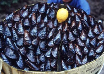 El intenso calor cuece a cientos de miles de mejillones en su hábitat de Nueva Zelanda