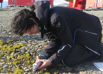 La vida secreta de los musgos y los líquenes en la Antártida