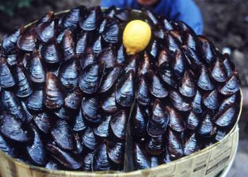 El intenso calor cuece a cientos de miles de mejillones en su hábitat de Nueva Zelanda