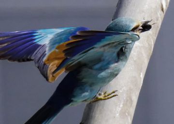 Un ave africana que el viento llevó a Canarias se come escarabajos amenazados