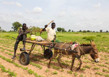 El tráfico de especies tiene una nueva víctima: los burros